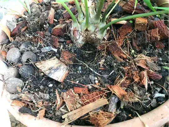 Zamia fischeri - caudex - side