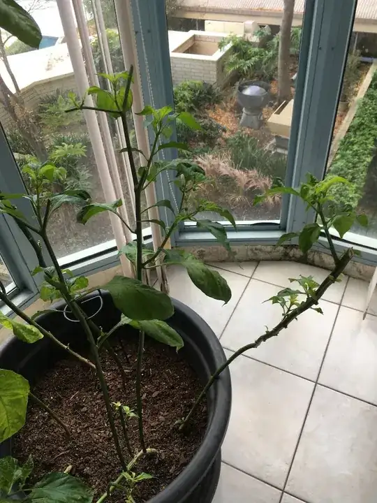 Pruned chilli plants