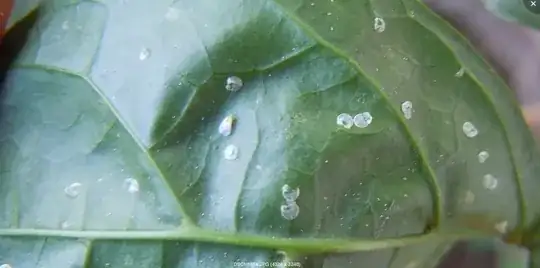 white fly and scales