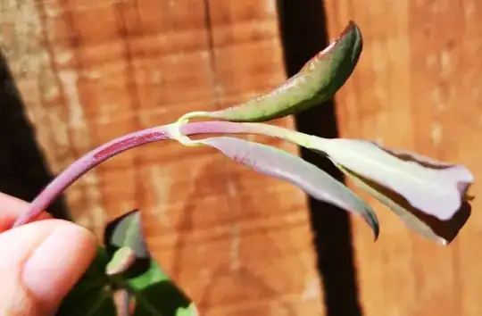 Film on stem makes stems seem pale