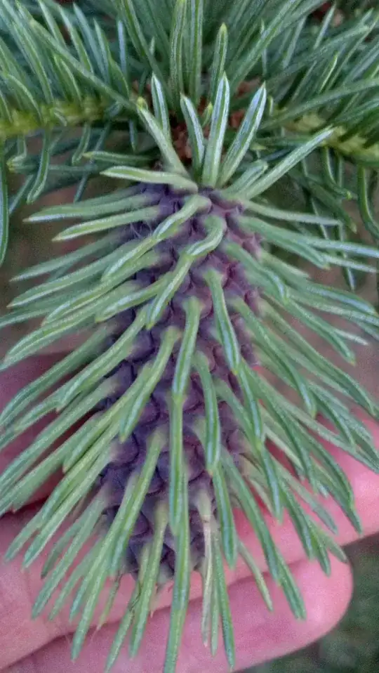 Spruce picture healthy