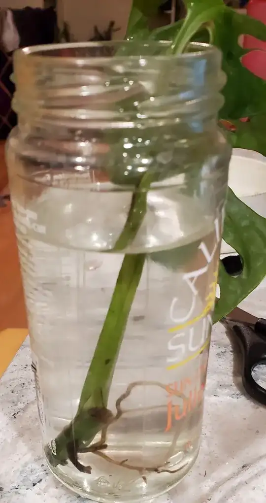 monstera w roots in water