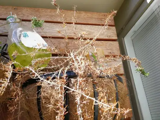 Black and White bugs on Leaves