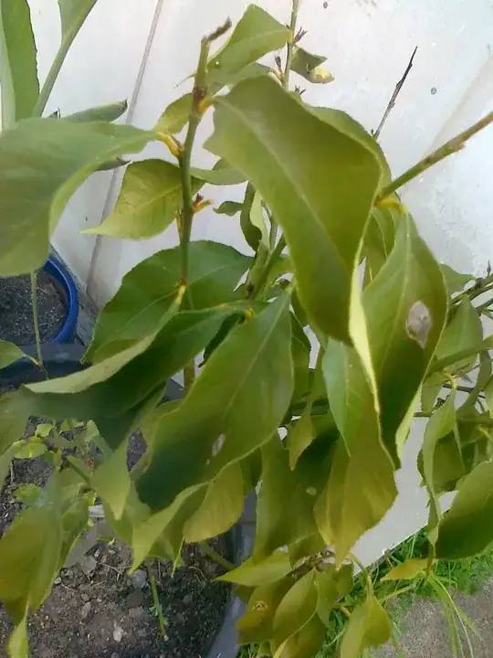 Close up of leaves showing damage