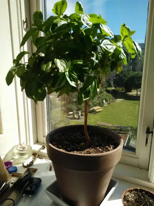 My 2 year old basil clone