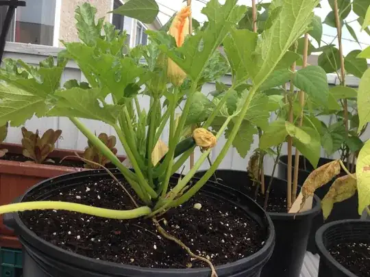 Updated june 19th 2 weeks+ after transplant