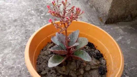 photo of kalanchoe plant number 2