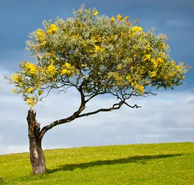Wattle: Acacia buxifolia