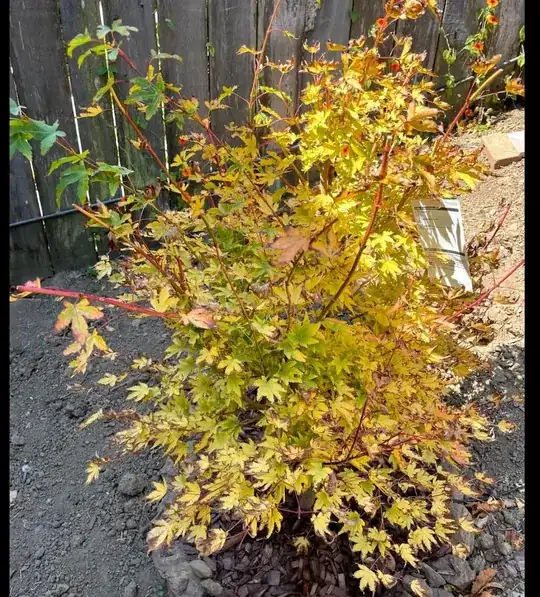 stressed Japanese maple