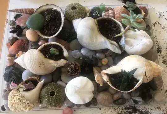 More succulents in seashells