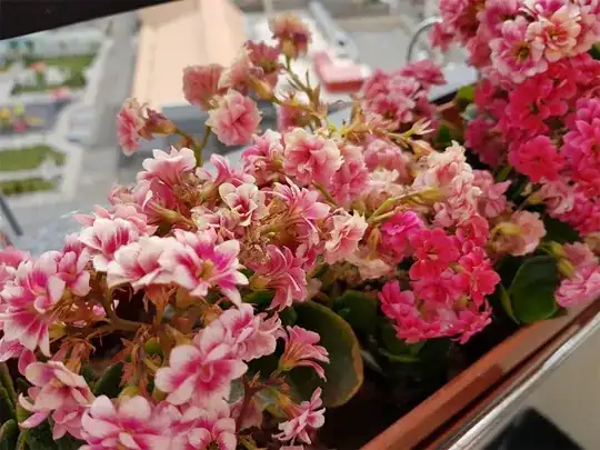 Kalanchoe1