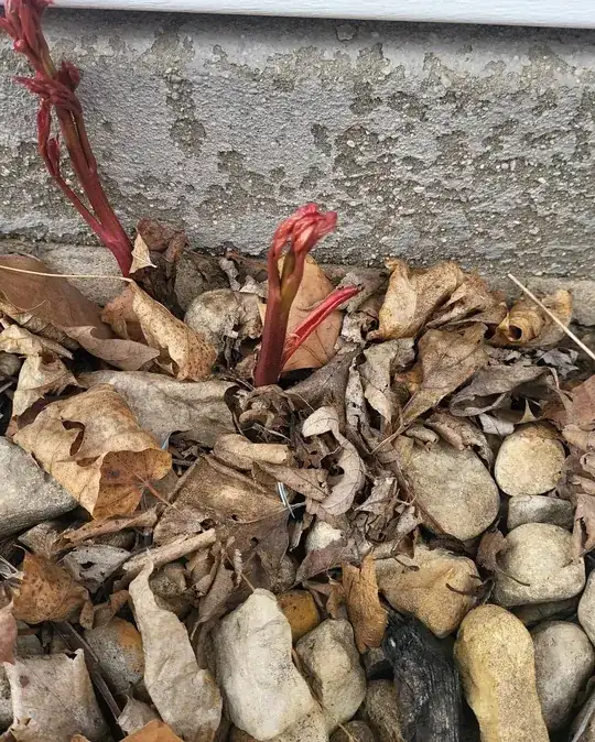 its growing red stems and kinda creepy red leaves