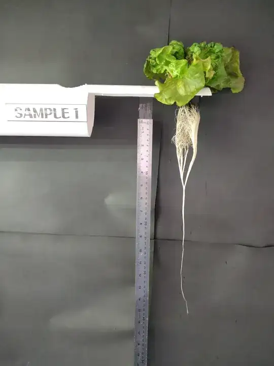 Lettuce with white LED light2