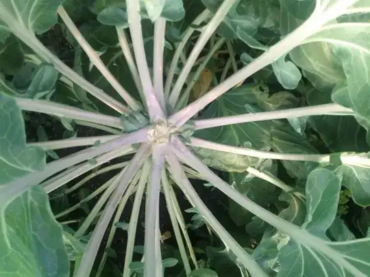 Top view of Brussels Sprouts