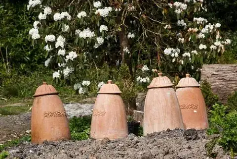 rhubarb forcing jars