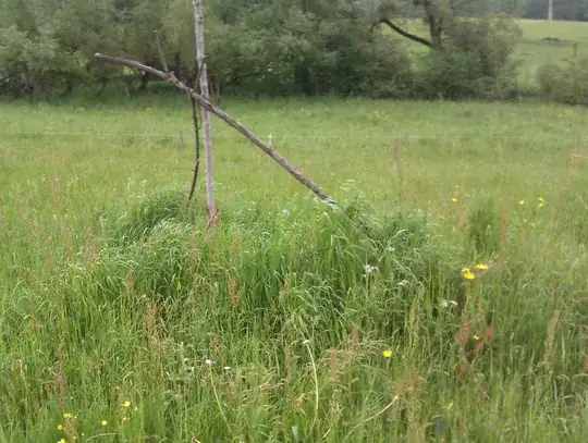 fertilizing walnut tree