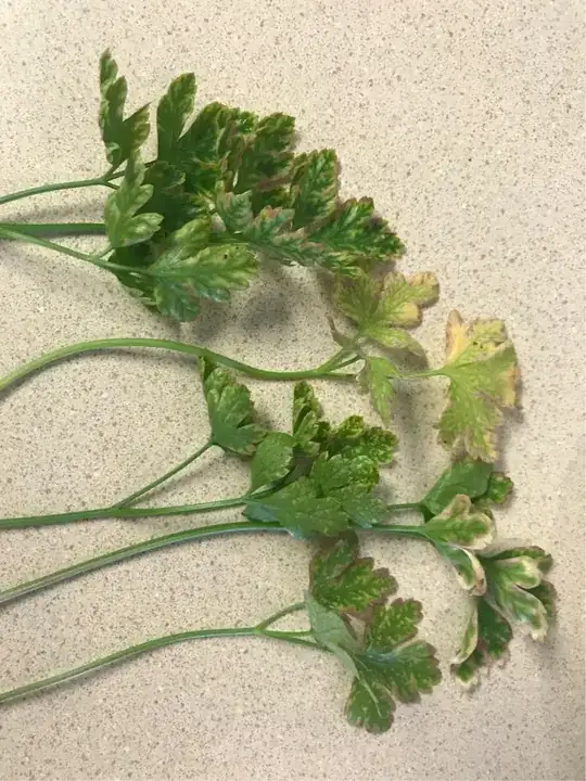 parsley discoloration