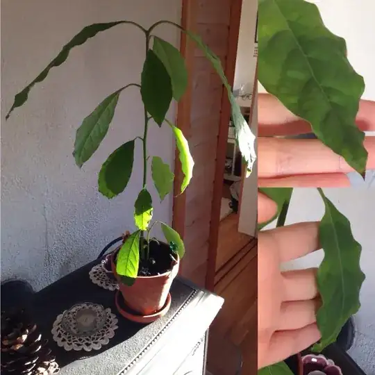 the whole plant and the curled leaves