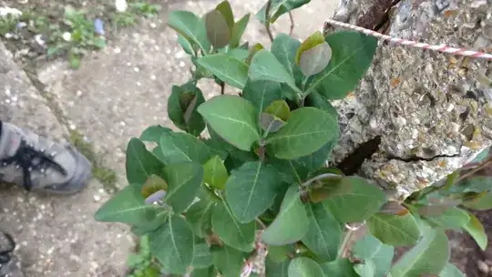 Leaves turning purply/brown