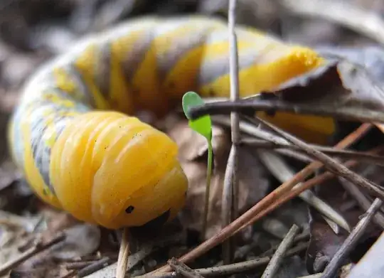 big caterpillar with grey triangular strips
