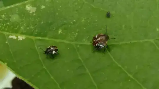 Bugs on leaf