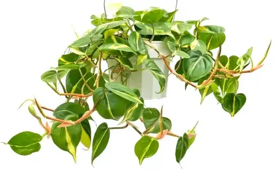 Philodendron Cordatum: Champion of Houseplants