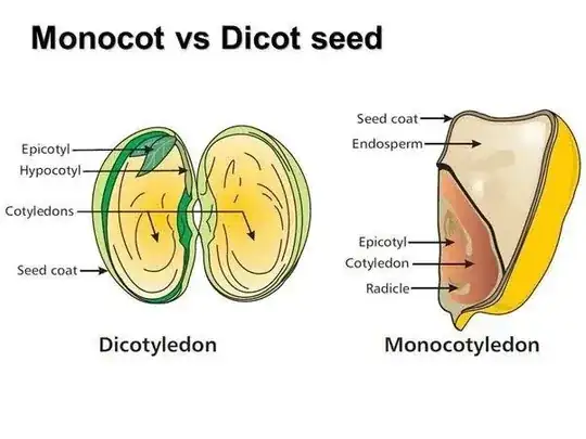 Monocot Vs Dicot