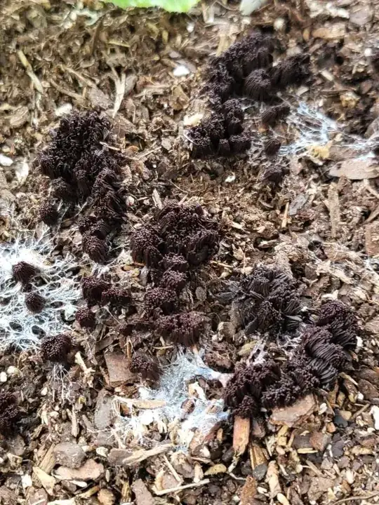 a slime mold with dark brown, rodlike vertical clusters and a slimy webbed base covers the surface of the soil