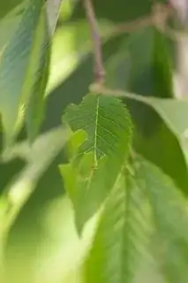 Holes in Leaf 1