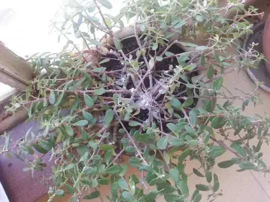 the plant from above