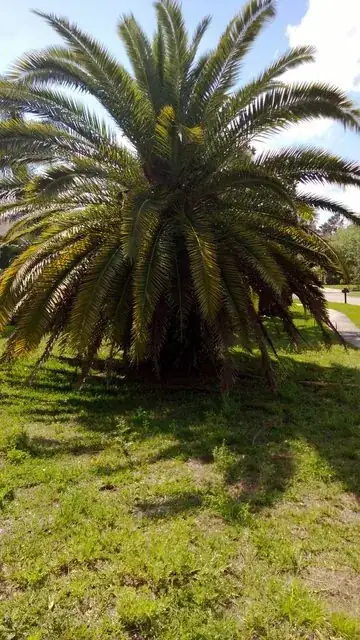 Click photo for full size palm tree