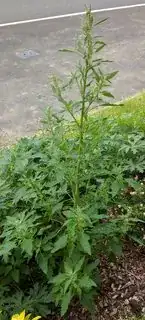 Full length shot of plant from rear