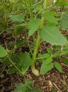 Close up of plant pase