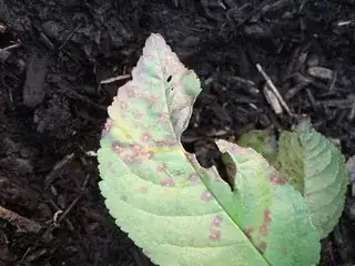 Close-up of a butchered leaf