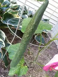 Probably ready by size alone