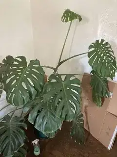 Monstera