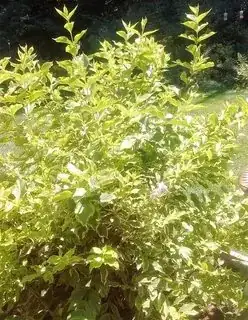 Almost all better now!