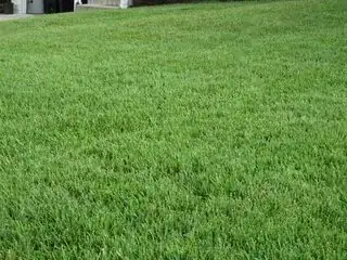 Cool-season lawn