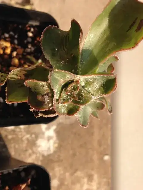 Click photo for full size enter image description here