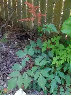 Other ivy-like plant