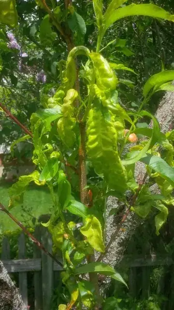 yellow curled apricot leaves