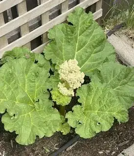 my rhubarb plant showing a flower