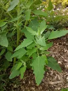Close up of leaves