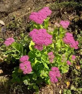 Upright plant in bloom