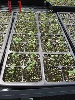 Seedling Tray