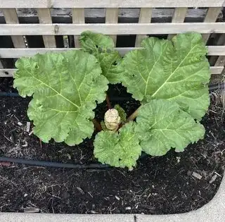 my rhubarb plant showing a bud