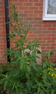 Full length shot of plant from front