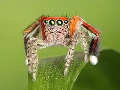 Ryan Kaldari, WMF, Director of Engineering, Contributors