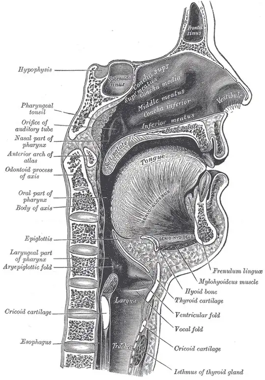 human Pharynx
