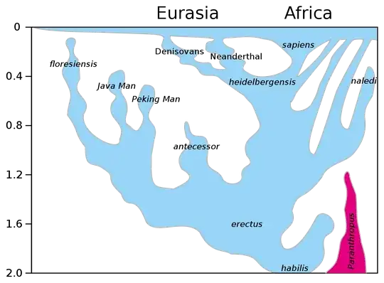 Evolution of the genus homo, from Human Evolution page on Wikipedia